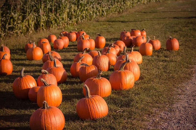 field of bright orange pumpkins
